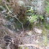 Plants: image 28 Of 71 Thumb
